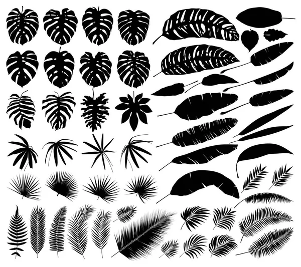 Ensemble Vectoriel Silhouettes Feuilles Tropicales Éléments Botaniques Isolés — Image vectorielle