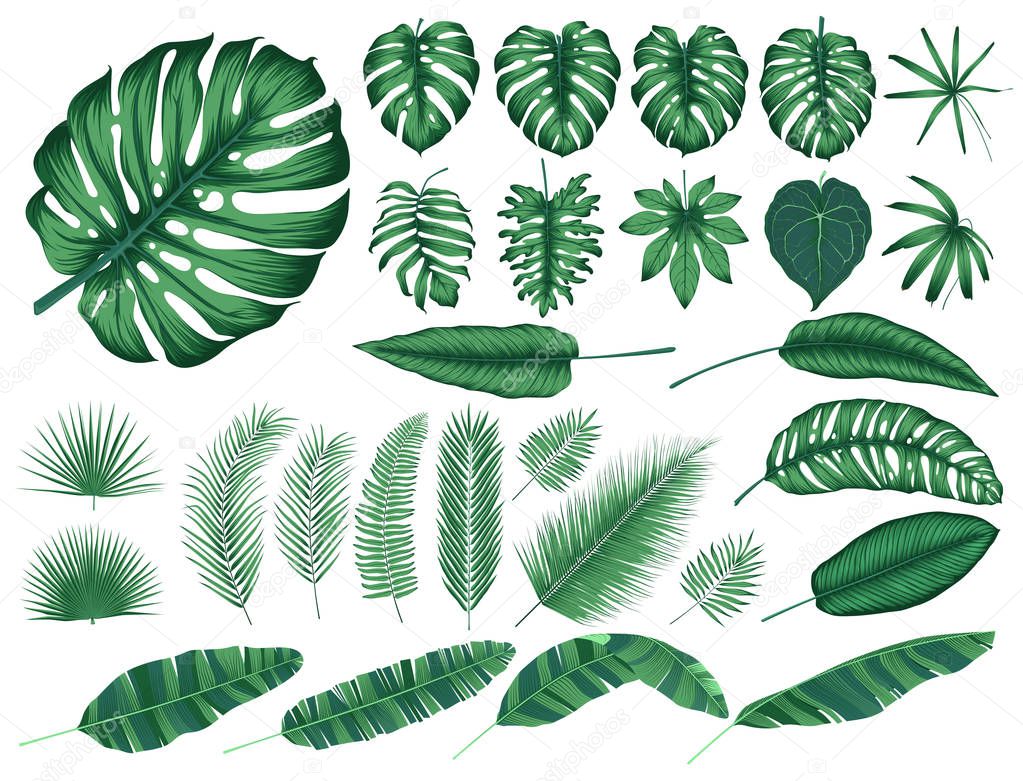 Detailed tropical leaves and plants, vector collection isolated elements