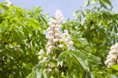 Mayıs ayında çiçek açması akasya kişi tarafından geçen göze
