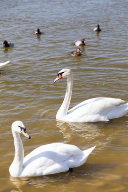 Yiyecek aramaya kuğular gölde yüzmek