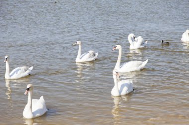 Yiyecek aramaya kuğular gölde yüzmek