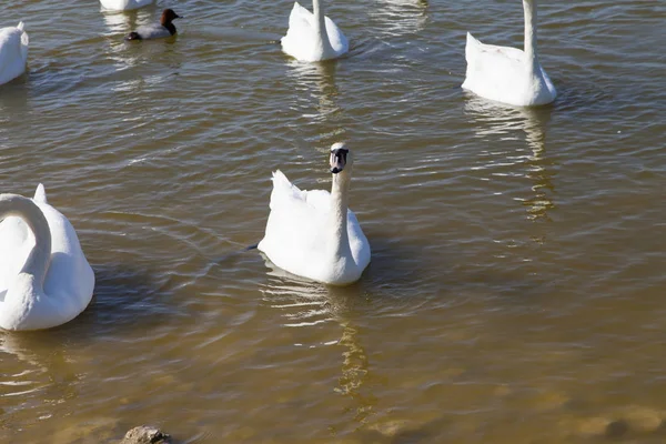 Zwanen Het Meer Zwemmen Zoek Naar Voedsel — Stockfoto