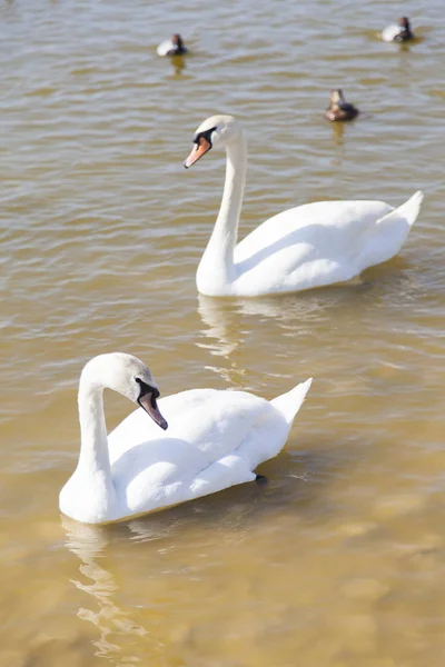Los Cisnes Lago Nadan Busca Comida —  Fotos de Stock