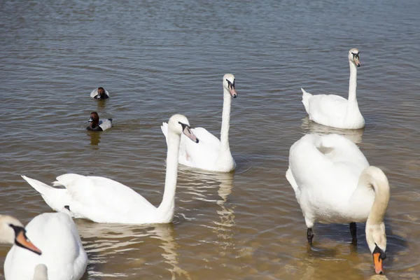 Los Cisnes Lago Nadan Busca Comida —  Fotos de Stock