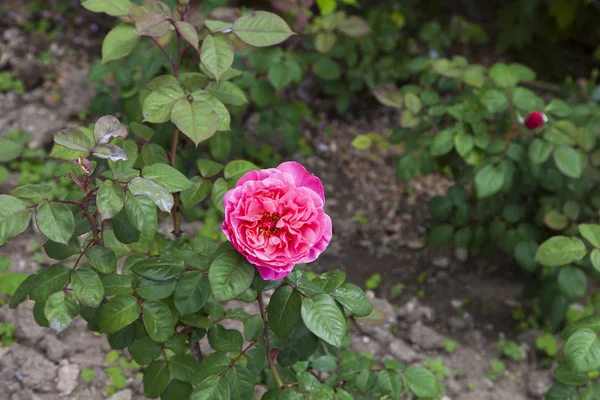 Schöne Maiblumen Erfreuen Menschen Mit Ungewöhnlichen Farben — Stockfoto