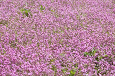 Güzel Mayıs çiçek insanlar olağandışı boya ile lütfen