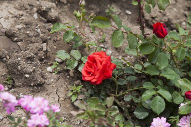 Güzel Mayıs çiçek insanlar olağandışı boya ile lütfen