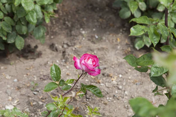 Hermosas Flores Mayo Complacer Gente Con Pinturas Inusuales — Foto de Stock