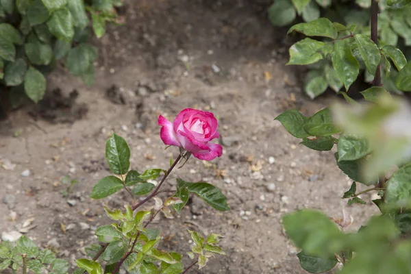 Hermosas Flores Mayo Complacer Gente Con Pinturas Inusuales — Foto de Stock