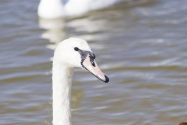 Yiyecek aramaya kuğular gölde yüzmek