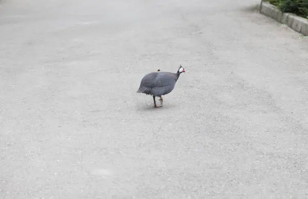 Bažanti Procházce Nebojí Lidí Nebo Zvířat — Stock fotografie