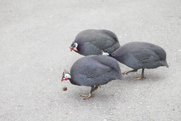 Pheasants on walk aren\'t afraid of either people, or animals