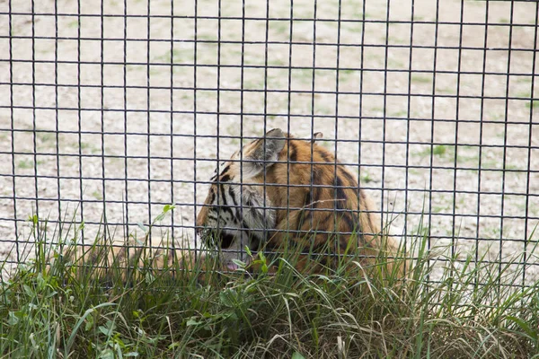 Tijger Achter Tralies Pijnlijke Zeer Voor Wil — Stockfoto