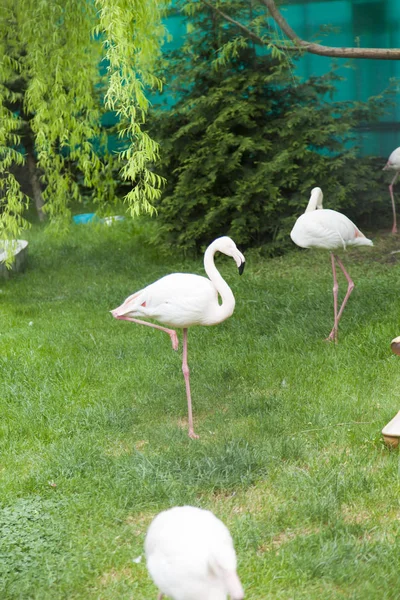 Flamingók Séta Biztos Hogy Emberek Véleménye Szerint Tökéletesek — Stock Fotó