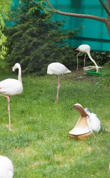 Flamingók Séta Biztos Hogy Emberek Véleménye Szerint Tökéletesek — Stock Fotó