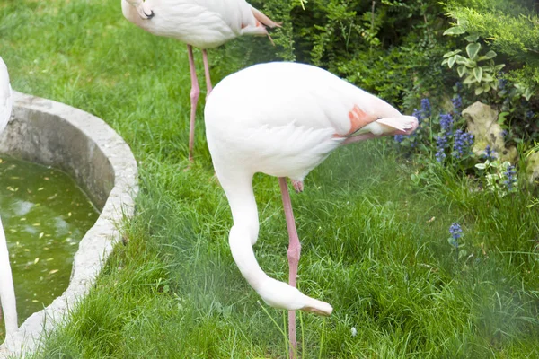 Flamingos Passeio Têm Certeza Que Eles Opinião Pessoas São Perfeitos — Fotografia de Stock