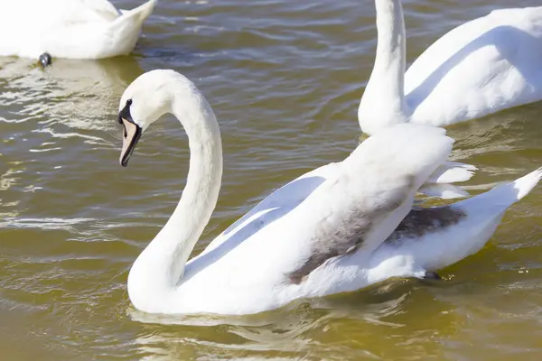 Zwanen Het Meer Zwemmen Zoek Naar Voedsel — Stockfoto