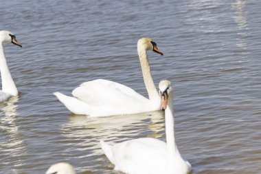 Yiyecek aramaya kuğular gölde yüzmek