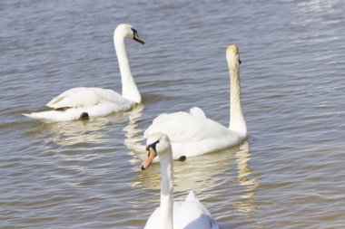 Yiyecek aramaya kuğular gölde yüzmek
