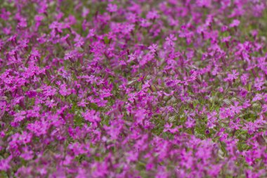 Güzel Mayıs çiçek çiçek üzerinde insanlar için joy