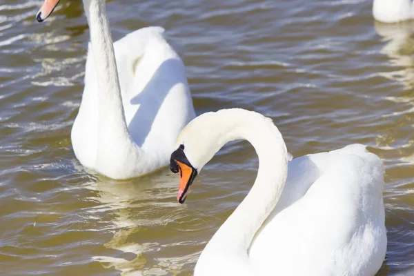 Zwanen Het Meer Zwemmen Zoek Naar Voedsel — Stockfoto