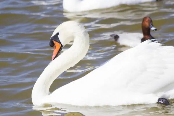 Zwanen Het Meer Zwemmen Zoek Naar Voedsel — Stockfoto