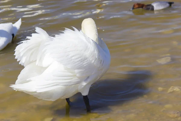 Yiyecek Aramaya Kuğular Gölde Yüzmek — Stok fotoğraf