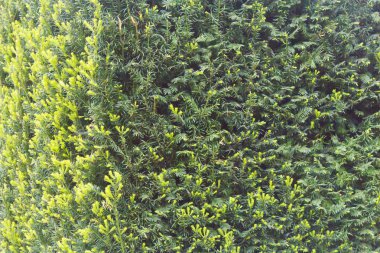 Güzel Mayıs çok lütfen o kim onlara bakmak çiçekler