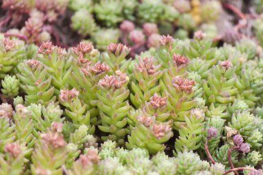 Güzel Mayıs çok lütfen o kim onlara bakmak çiçekler