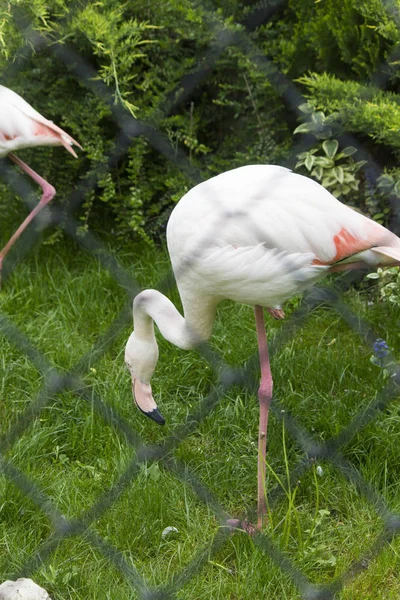 Flamingó Glade Költségek Tetszik Minden Szépség — Stock Fotó