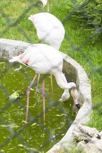 Flamingo Uma Clareira Custa Agrada Todos Com Beleza — Fotografia de Stock