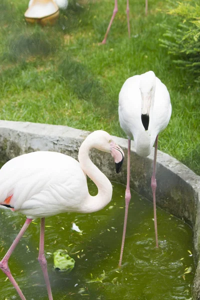 Flamingó Glade Költségek Tetszik Minden Szépség — Stock Fotó