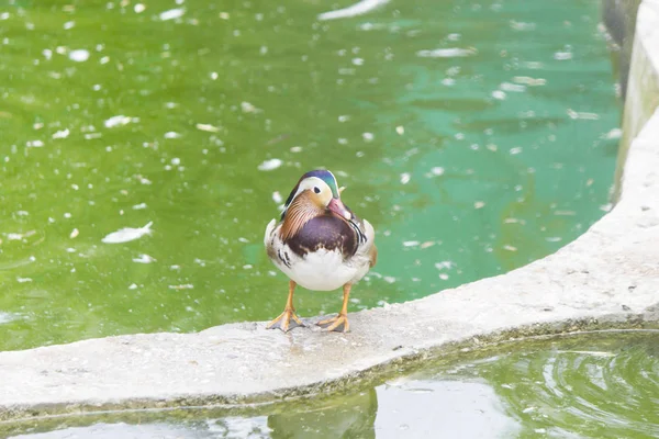 池塘岸边的鸭子看着虫子是否会蠕动 — 图库照片