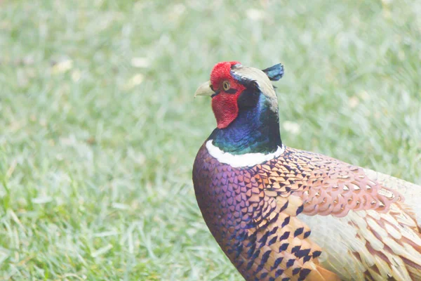 徒歩でキジどこでも食べ物を探しに行く — ストック写真