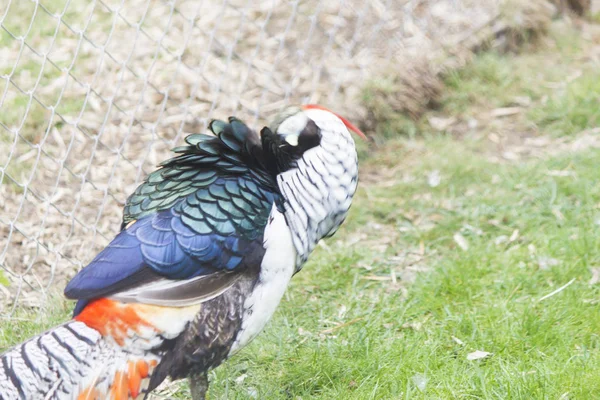 Fazanten Gang Gaan Zoek Naar Voedsel Overal — Stockfoto