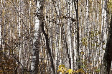 Güzel sonbahar ahşap insanlar farklı boya ile mutlu