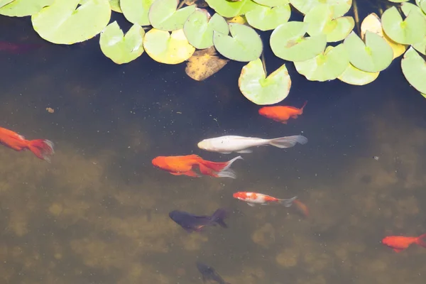 Los Peces Pequeños Estanque Nadan Busca Comida — Foto de Stock