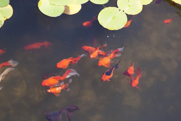 Los Peces Pequeños Estanque Nadan Busca Comida — Foto de Stock