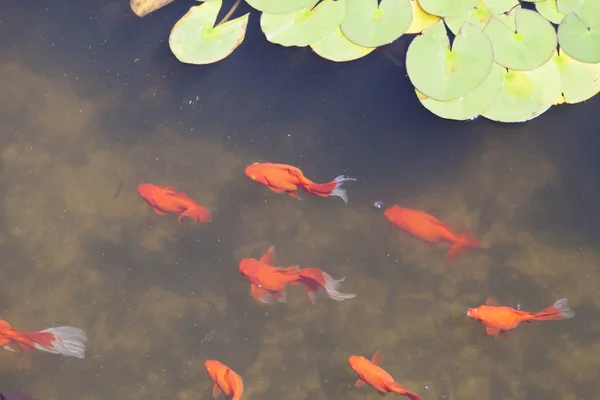 池の小魚は餌を求めて泳ぎ — ストック写真