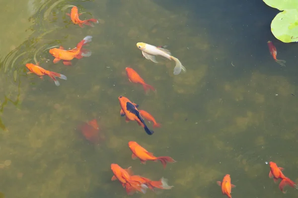 Маленькі Риби Ставку Плавають Пошуках Їжі — стокове фото