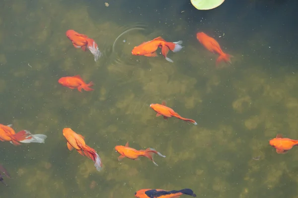 池塘里的小鱼在寻找食物时游泳 — 图库照片