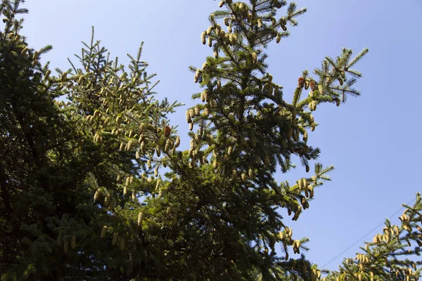 Kegels Hangen Van Een Grote Clusters Van Grote Fir Tree — Stockfoto