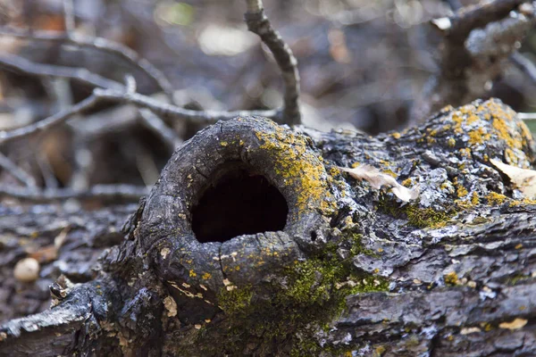 Mushrooms Tree Grow Pleasure — Stock Photo, Image