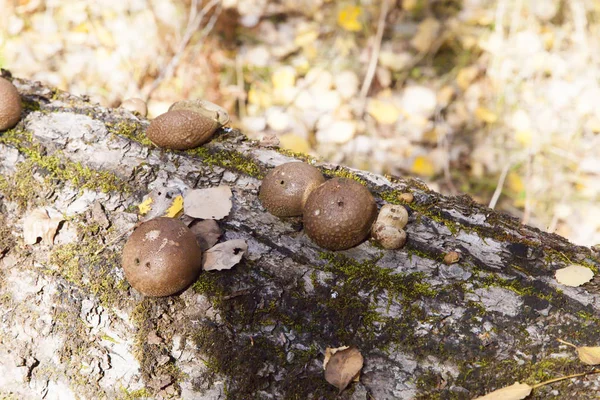 Mushrooms Tree Grow Pleasure — Stock Photo, Image