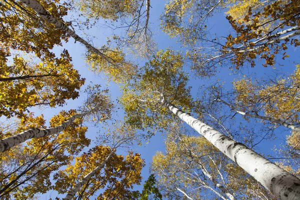 Krásné Podzimní Dřeva Potěší Lidi Různými Nátěry — Stock fotografie