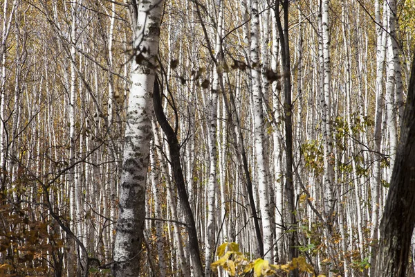 Красивое Осеннее Дерево Радует Людей Разными Красками — стоковое фото