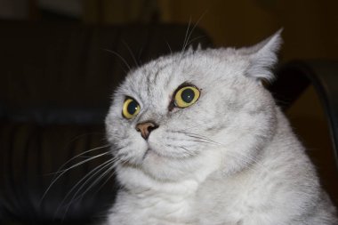 Büyük gri kedi tembel oturur ve insanlar daha akıllıca büyüdüğünde bekler