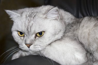 Büyük gri kedi tembel oturur ve insanlar daha akıllıca büyüdüğünde bekler