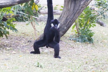 Çok komik maymun gıda ve duyguların insanlardan bekler