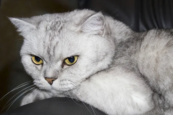 Velká Šedá Kočka Líný Sedí Čeká Kdy Lidé Rostou Moudřejší — Stock fotografie